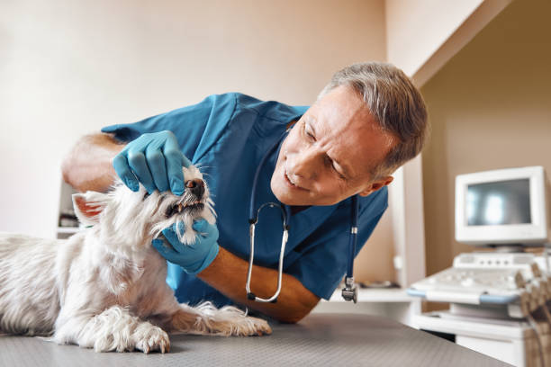 Best Emergency Tooth Extraction in West Dundee, IL